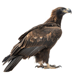 Fototapeta premium Argentavis Magnificens AI Generated Image