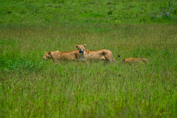 Large pride of lions hunt through the fields of Africa
