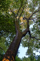 Fototapeta premium Upward Shot of Neem Tree (Azadirachta indica) in Dehradun Forest, Uttarakhand