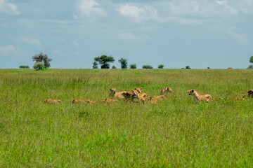 Large pride of lions hunt through the fields of Africa