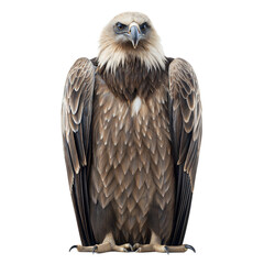 Obraz premium Argentavis Magnificens AI Generated Image