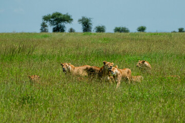 Large pride of lions hunt through the fields of Africa