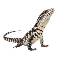 Fototapeta premium Argentine Black and White Tegu AI Generated Image