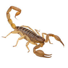 Arizona Bark Scorpion AI Generated Image