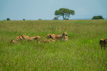 Pride of 35 lions roam the fields of the Serengeti to find food