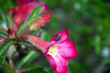 Obraz premium a fly landed on a frangipani flower