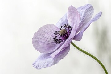 A delicate lavender poppy flower on a soft white background showcasing its subtle beauty and texture, spring blooms, nature photography, soft white background