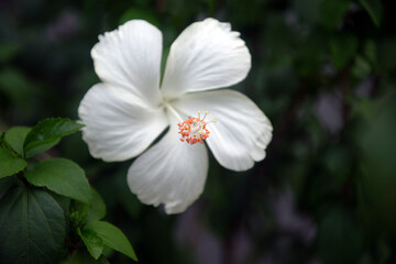 White hibiscus flowers are blooming