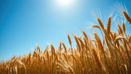 A blue sky shines above a sea of golden wheat as crops in the foreground grow tall and healthy, blue skies, nature photography, agricultural fields