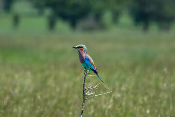 lilac roller on a tree branch