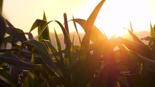 corn leaves sway gently in the evening breeze as the sun sets. monoculture plants, Animal feed crops industry, slow motion