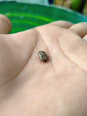 Big tick on hand. Close-up view of parasite on skin.