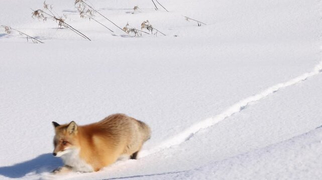 北海道美瑛雪のキタキツネ