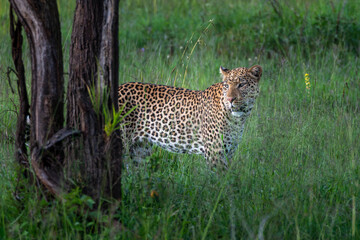 Leopold walking through the grass in Africa 
