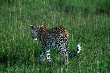 leopard in the grass