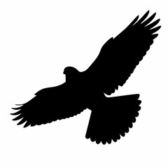 A black eagle is flying in the sky. The bird is in the air and has its wings spread out