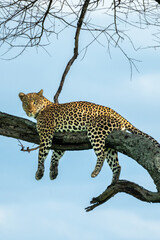 Leopold laying in acacia tree of the Serengeti