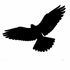 A black bird with white feathers. The bird is flying in the air. The bird is in the middle of the image