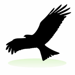 A black bird with white feathers. The bird is flying in the air. The bird is in the middle of the image