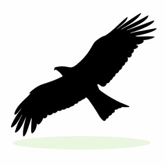 A black bird with white feathers. The bird is flying in the air. The bird is in the middle of the image