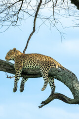 Leopold laying in acacia tree of the Serengeti