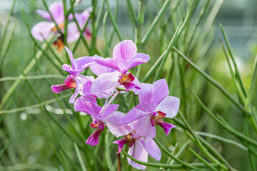 Vanda orchids with intricate purple petals set against lush greenery. Ideal for floral shops, nurseries, or home decor product marketing.