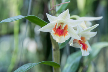 Dendrobium orchid in full bloom with white petals and an orange centre, set against a blurred...