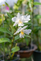 Dendrobium orchid in full bloom with white petals and a yellow center, set against a blurred greenhouse background. Perfect for botanical catalogs, floral blogs, or gardening websites.