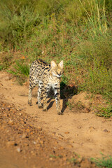Serval Cat in rare sighting of the Maasai Mara, Kenya