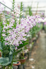 Blooming pink Dendrobium orchids in a vibrant tropical garden centre, showcasing delicate petals and rich color. 