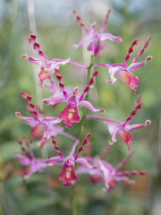 Blooming pink Dendrobium antelope orchids in a tropical plant nursery. Vibrant, exotic flowers with unique shapes, perfect for botanical, gardening, or nature-inspired projects.