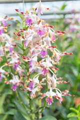 Blooming pink Dendrobium antelope orchids in a tropical plant nursery. Vibrant, exotic flowers with...