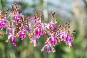 Blooming pink Dendrobium antelope orchids in a tropical plant nursery. Vibrant, exotic flowers with unique shapes, perfect for botanical, gardening, or nature-inspired projects.