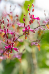 Blooming pink Dendrobium antelope orchids in a tropical plant nursery. Vibrant, exotic flowers with...