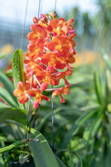 Orange orchid flowers in natural light with lush green leaves. Perfect for gardening blogs, plant guides, or promotional materials for botanical gardens and nurseries.