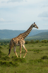 Maasai giraffe roaming the fields of Africa 