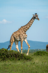 Maasai giraffe roaming the fields of Africa 