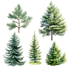 Watercolor Evergreen Trees Fir Pine Spruce Illustrations