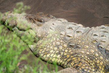 close up of a crocodile