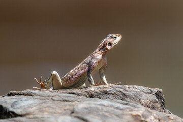 Close up macro shot of colourful monitor lizard in Africa