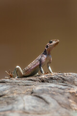 Close up macro shot of colourful monitor lizard in Africa