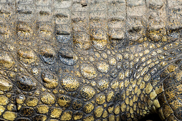 crocodile skin texture