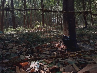 Obraz premium Harvesting rubber from rubber tree farms, a popular economic crop grown in warm countries.