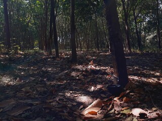 Harvesting rubber from rubber tree farms, a popular economic crop grown in warm countries.