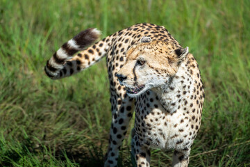 Cheetah hunting for food in the fields of Maasai Mara, Kenya
