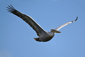 Dalmatian pelican // Krauskopfpelikan (Pelecanus crispus) - Lake Kerkini, Greece