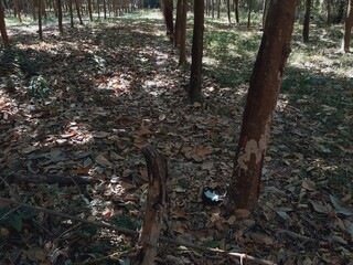 Harvesting rubber from rubber tree farms, a popular economic crop grown in warm countries.