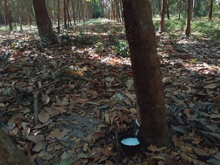 Harvesting rubber from rubber tree farms, a popular economic crop grown in warm countries.