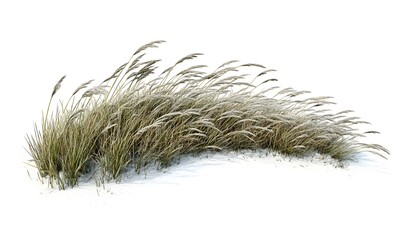 Windswept grass in snow, isolated on white.