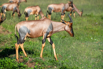Topi in the Serengeti, Tanzania